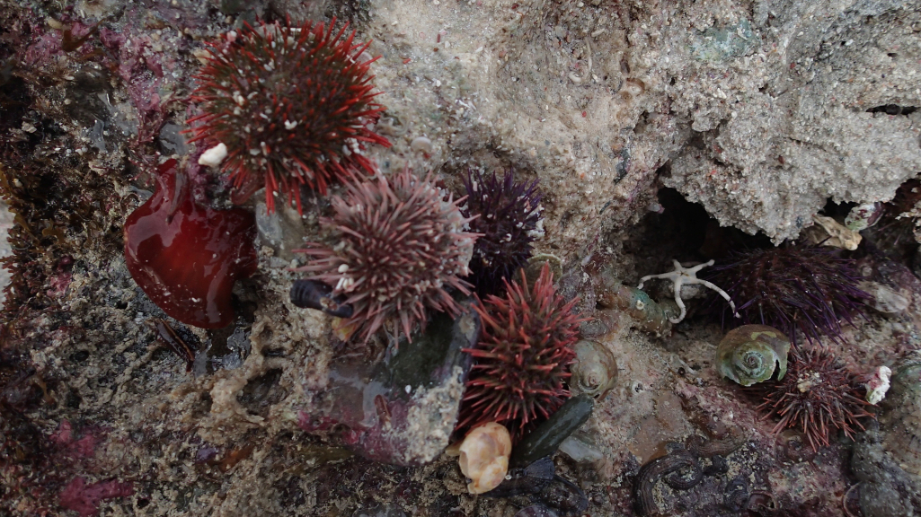 Cape Sea Urchin