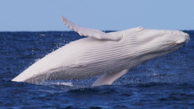 051482-albino-whale