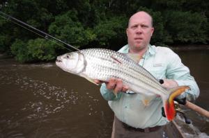 A 5 lb tigerfish that got bitten by something larger while reeling it in towards the boat